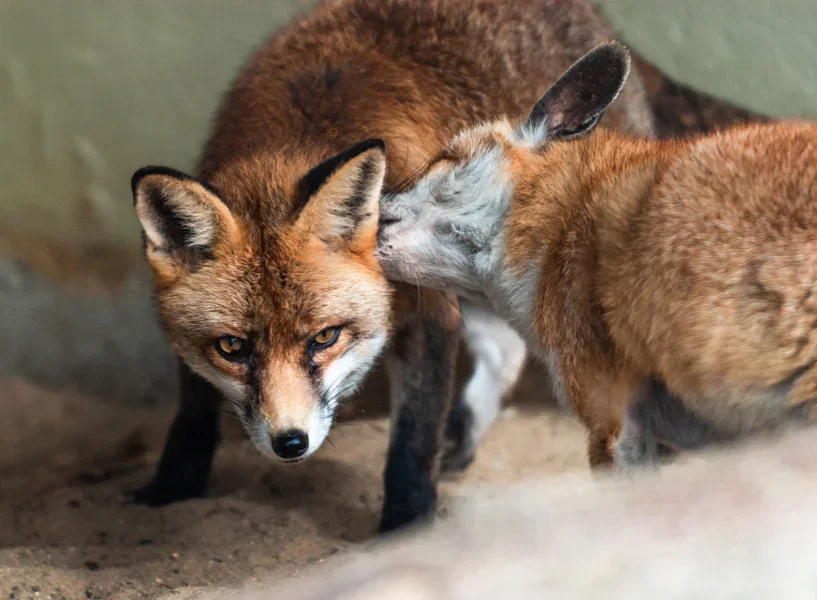 Fuchs.webp