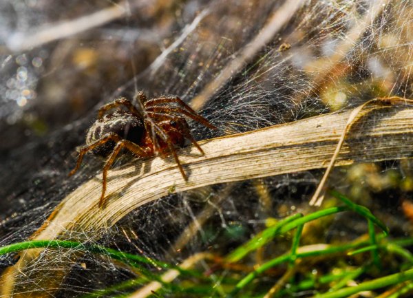 Spinne.jpg Spinne.jpg