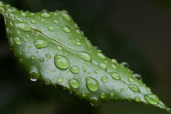 _IMG6010 21. Juli 2018 Balkon 200.jpg