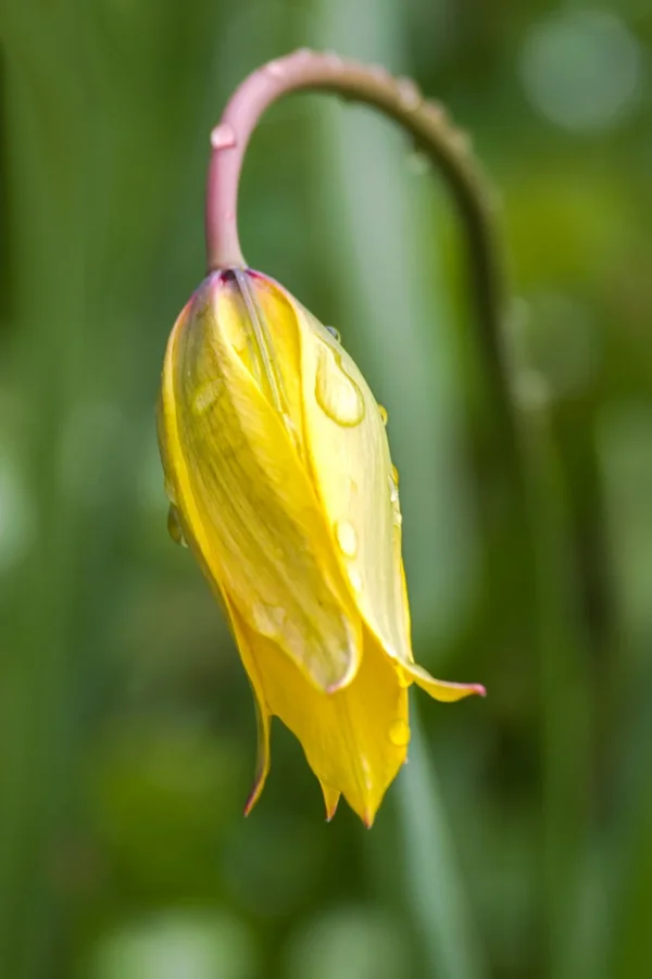 IMGP3504 22. April 2017 Wildtulpen Sylvia Glaas 96050 Bamberg 2500.webp
