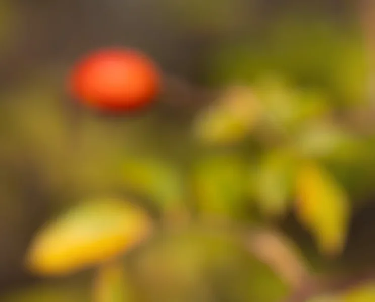 ci_PG9_6302.webp