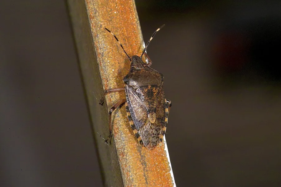 IMG06366-a.jpg