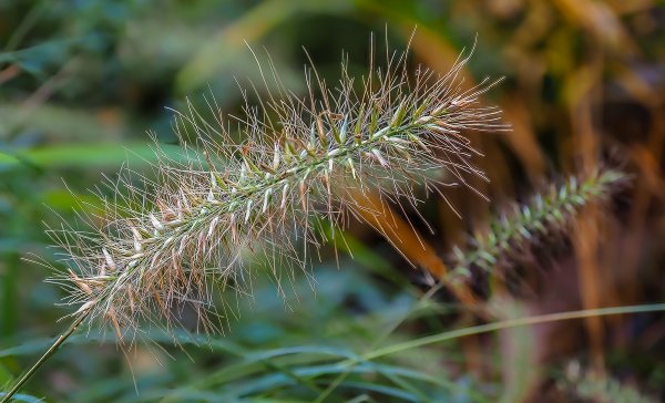 forumGarten Gras 1010118 5 pic 2.jpg forumGarten Gras 1010118 5 pic 2.jpg
