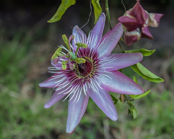 forumPassion 4.jpg forumPassion 4.jpg