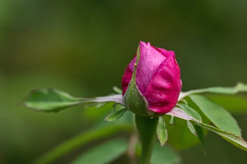 IMGP4678.webp
