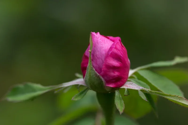 IMGP4676.webp