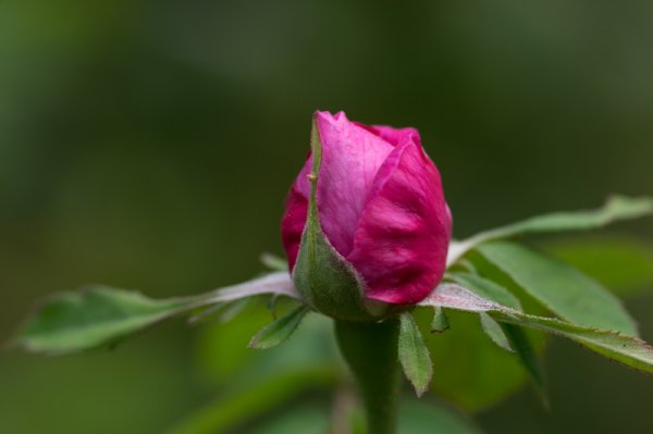 IMGP4676.jpg