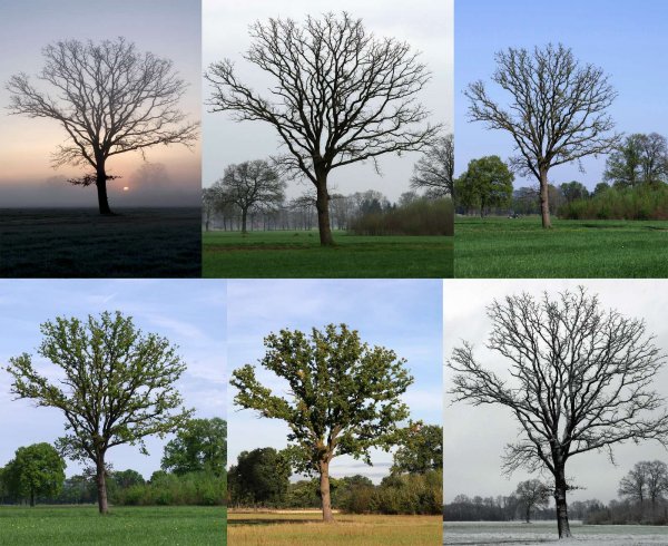 comp_der baum 2a.jpg