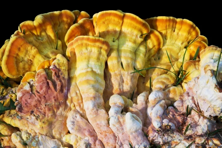 PilzansammlungaufRasenPURL1856FINAUFSCHWARZLIKOFIN_720x480.webp