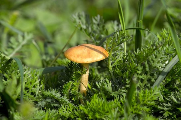 IMG05523-a.jpg