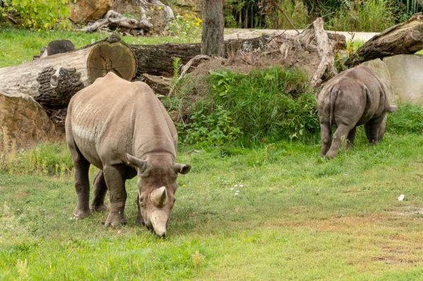 20180922_0049_Leipzig_Zoo_.jpg