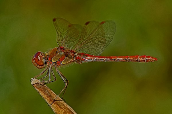 Libelle-4755-3.jpg