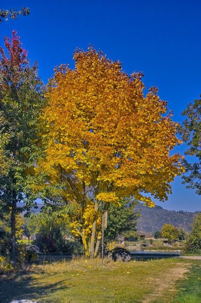 IMG06705-a.jpg