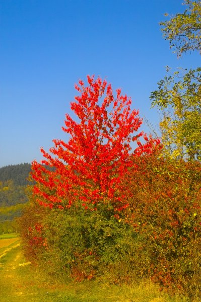 IMG06729.jpg