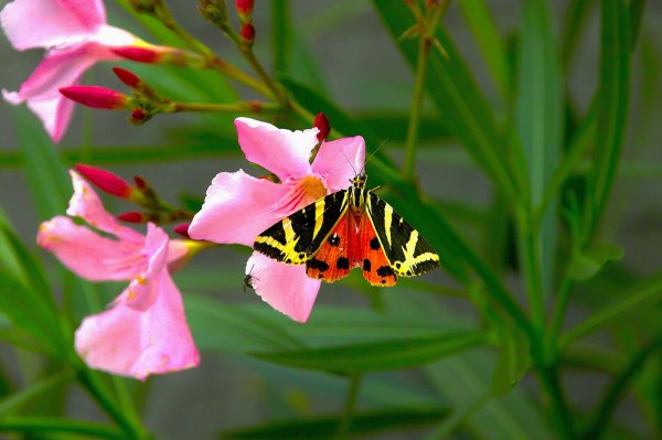 IMG04642-a.jpg IMG04642-a.jpg