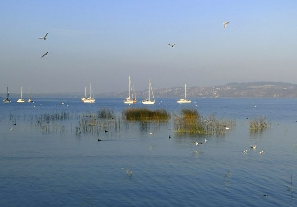 Murtensee-3.jpg