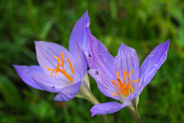 IMGP1150 06. Oktober 2018 Garten.jpg