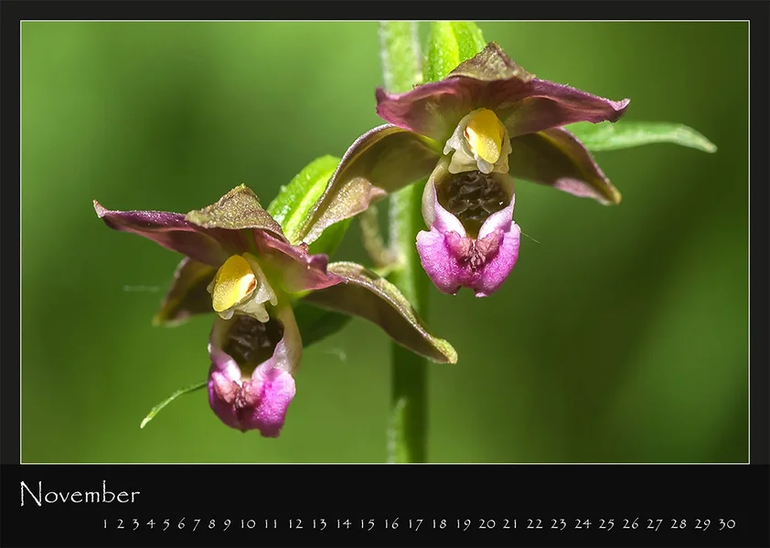 11 Kalender 2018 DIN A 4 Natur November.webp