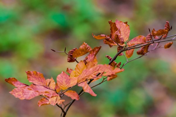 _IMG1570 02. November 2018 Fraenk Schweiz.jpg