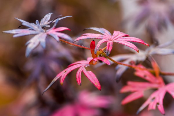 _IMG1604 02. November 2018 Fraenk Schweiz.jpg