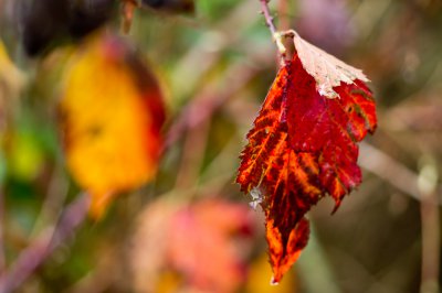 nexrealfoto-2.jpg nexrealfoto-2.jpg