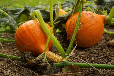 NEX-5-ZF21-Kürbis.jpg NEX-5-ZF21-Kürbis.jpg