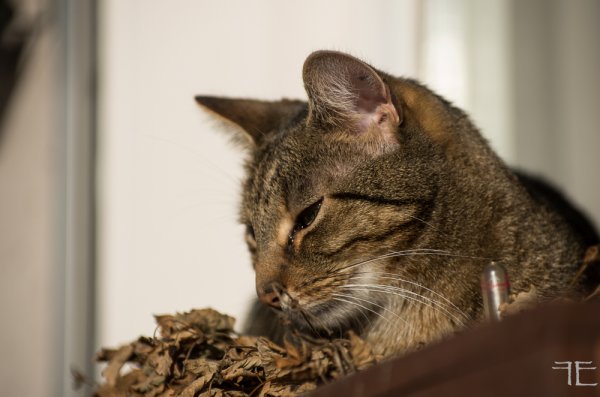 20181114-_IGP5105.jpg 20181114-_IGP5105.jpg