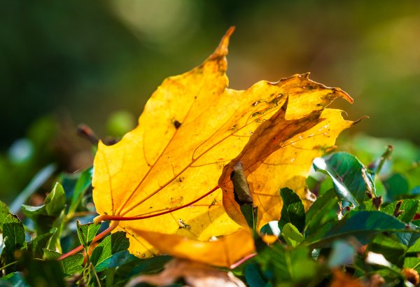 Beller Mühle Nov 18_84.jpg