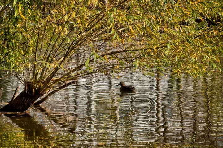EnreunterWeidenbuschmit-SpiegelungCL1856FINFINFIN_720x480.webp