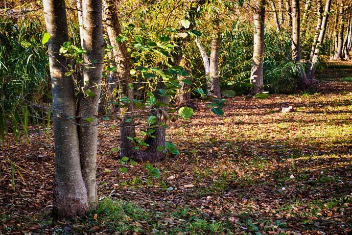BaumgruppeRanddesTeichesQUERFORMATORIGINALFINENDVERSION_719x480.webp
