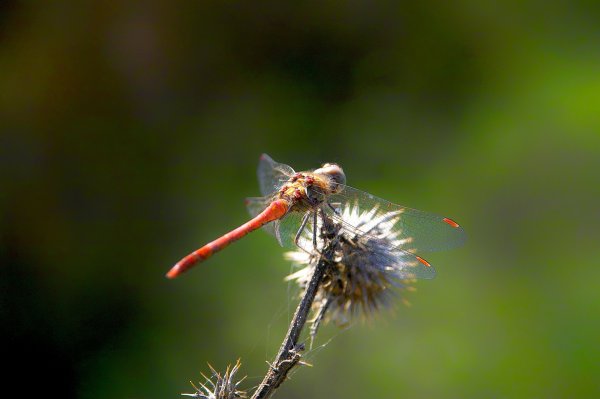 IMG05979-a.jpg