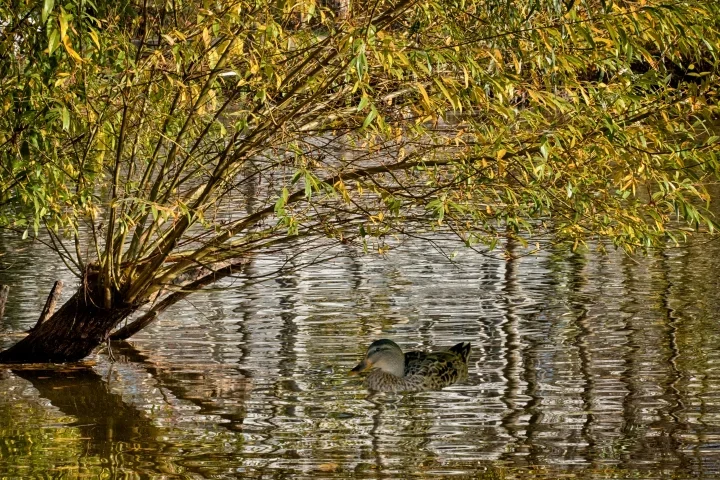 EnreunterWeidenbuschmit SpiegelungCL1856FINFINFINMONTAGEENTEMINUSSCHARFFIN_720x480.webp