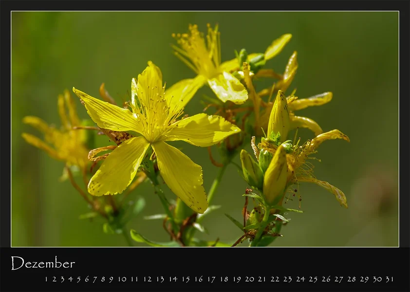 12 Kalender 2018 DIN A 4 Natur Dezember.webp