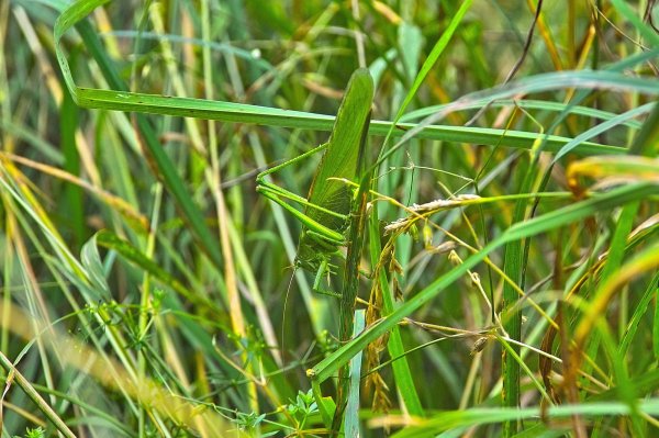 IMG02952-x.jpg