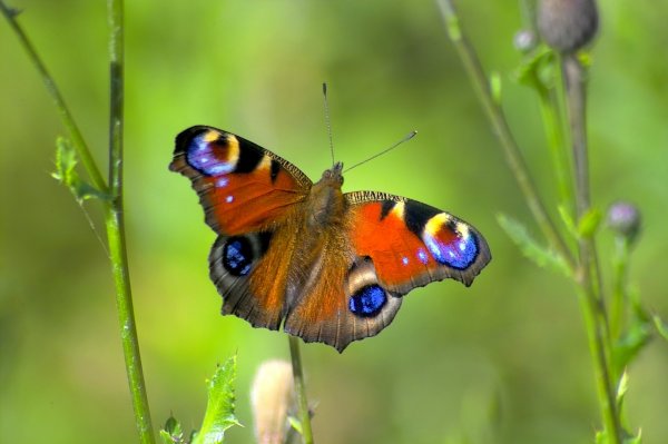 IMG03156-b.jpg