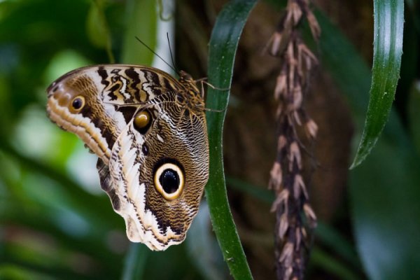 SchmetterlingGROSSBUNTmUmfeldCL9020FINHELLFINFINFIN_720x480.jpg