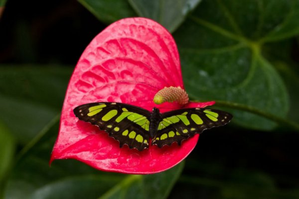 SchmetterlingGelbSchwarzafRoterBklattblüteCL90280FIN_720x480.jpg
