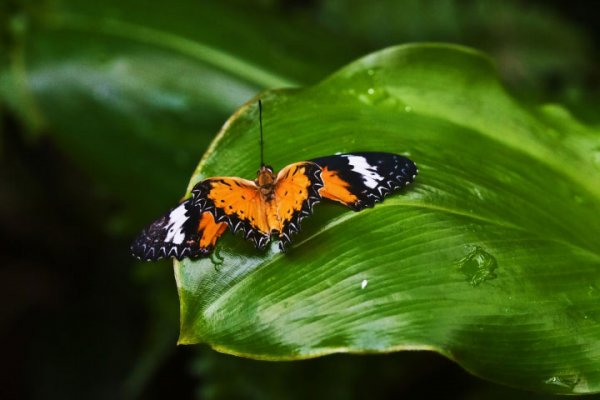 SchmetterlintOrangeWeissSchwarzaufBlattCL90280FINSTAKO_720x480.jpg