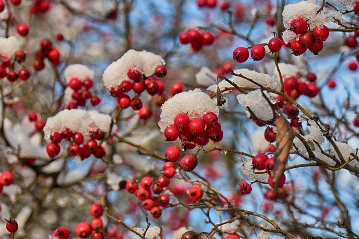 HageebuttenimSchneeCL2490FINFINFIN_720x480.webp