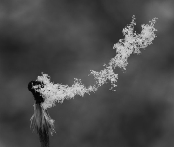 ci_PG9_6974_sw.jpg