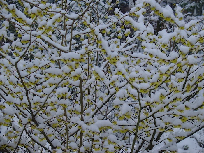 DSC00987.webp