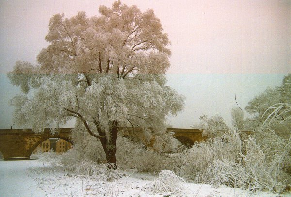 BaumRegwinter.jpg