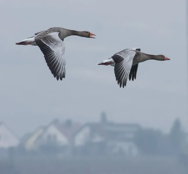 ci_K32_4376.webp