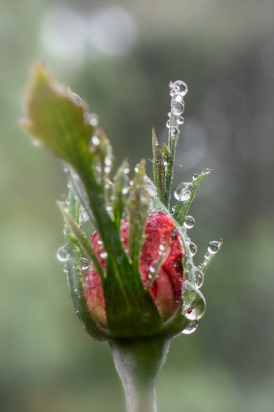 ci_PG9_5738.jpg