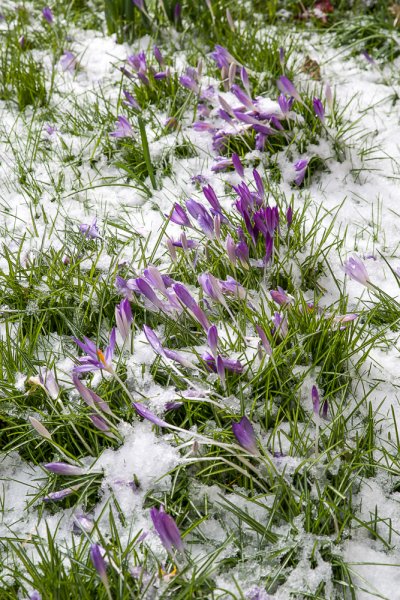 03 IMGP2091 04. März 2018_ 04. März 2018 Garten.jpg