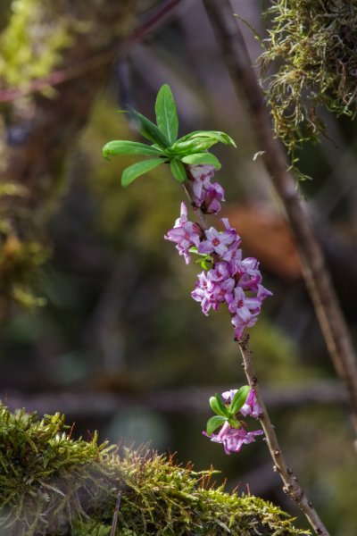 04 IMGP2777 14. April 2018 Dörrnwasserlos.jpg