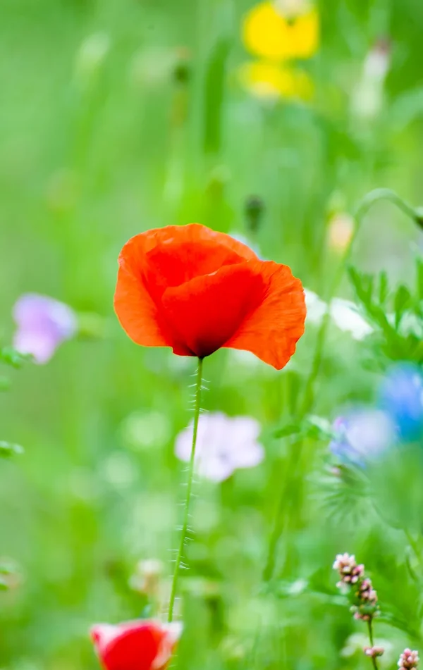 Pflanzen Januar 2019.webp