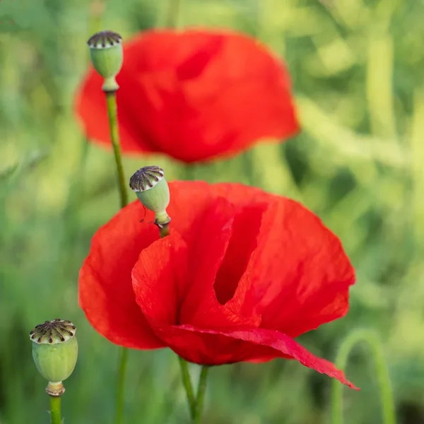 ci_00_PG9_0848.webp