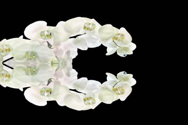 OrchideenripseweissaufSchwarzSL2490FINFANTASYORCHIDMOUTHENDVERSIONVARIATION_720x480.jpg