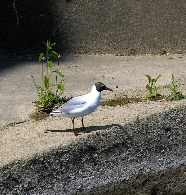 IMG00952-a.webp